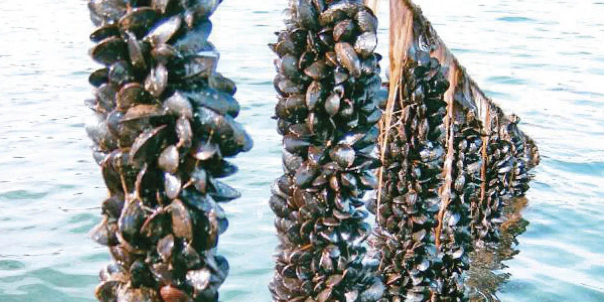 Aquaculture marine — NOAMER