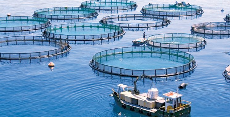 Aquaculture marine — Concevoir, installer et accompagner les fermes marines de demain.