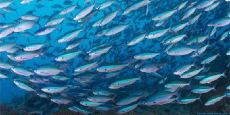 Pêche maritime — Une expertise halieutique au service d'une exploitation durable.